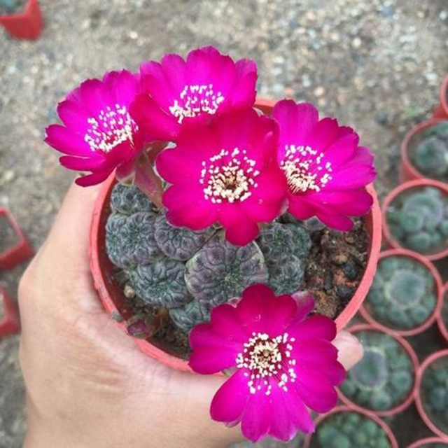 101个仙人球品种,101种仙人球开花图片