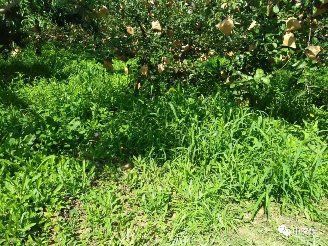 雨后果园四样活，样样都重要