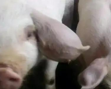 猪耳肿是怎么回事,猪耳朵肿大是什么病