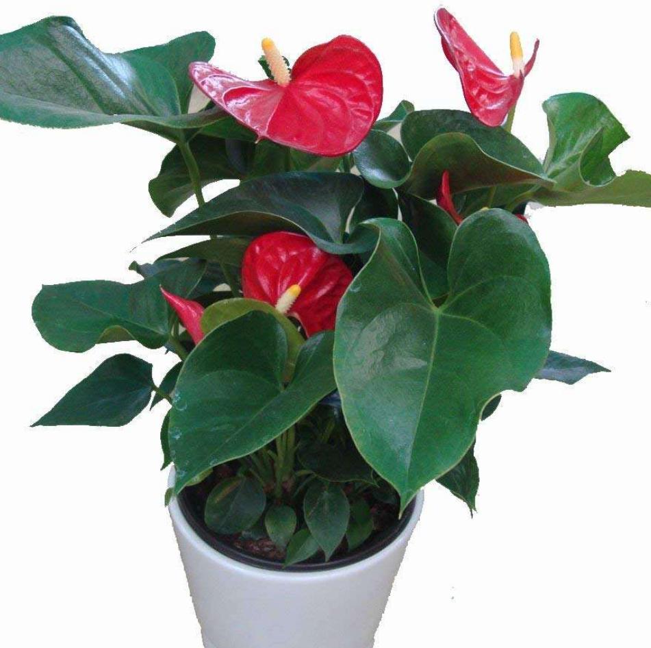 红掌养着养着叶子掉了是怎么回事,红掌根部黄叶干枯不开花怎么办