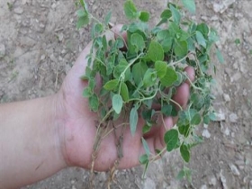 党参枝叶图片,党参植物形态图