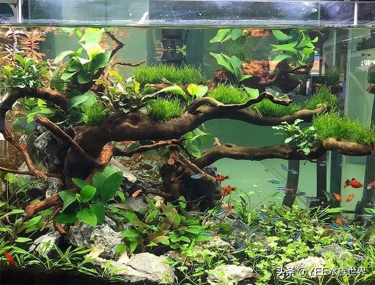 下盐能预防水霉病吗,盐治疗鱼病有哪几种