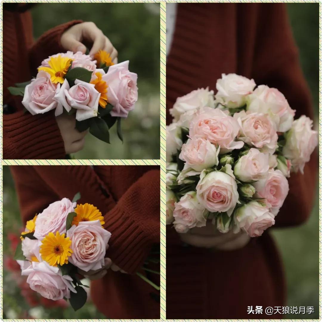 又一个十年,国产自育品种