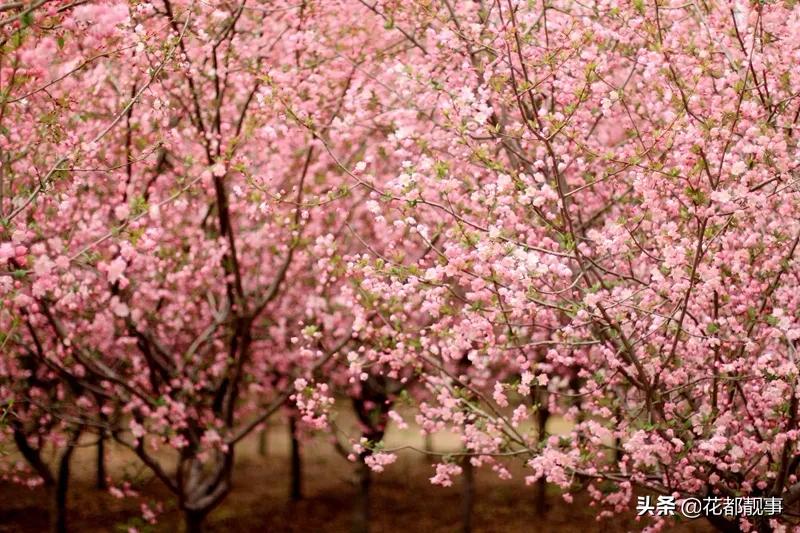 美丽泽州我的家,美丽我的家