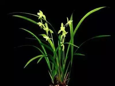 种植兰花叶片有虫怎么办,兰花生病防治小妙招