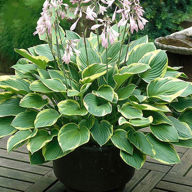 人养花一时养人一生,人养花同时花也养人