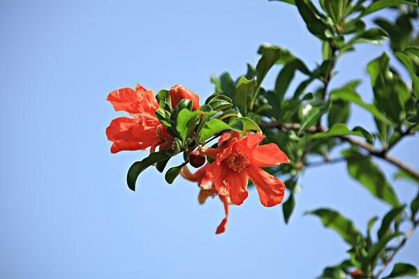 怎样拍石榴花更好看,石榴花获奖摄影作品欣赏
