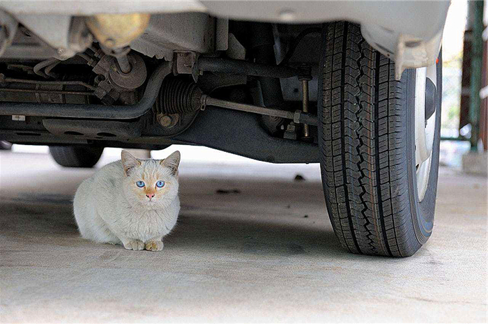 猫咪喝了防冻液会死吗,猫咪吃了防冻液什么症状