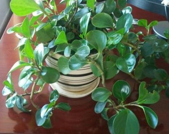 豆瓣绿黄叶怎么让它变绿,豆瓣绿盆栽叶子发黄掉落