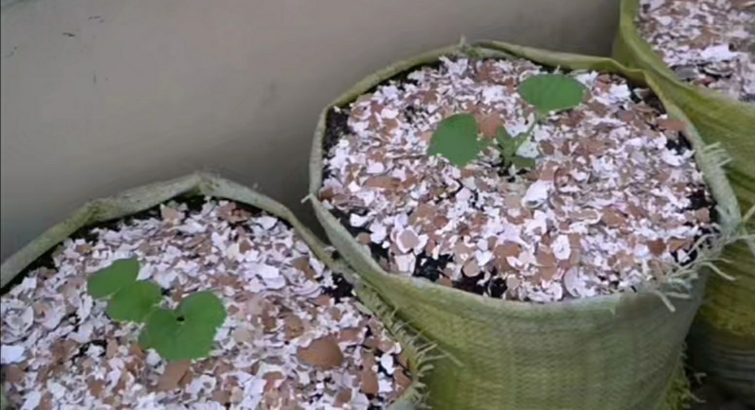 鸡蛋壳做肥料是补钙肥吗,鸡蛋壳可以给植物补钙吗