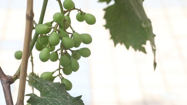 自家葡萄长得不美观什么原因,为什么自家种的葡萄不容易一起熟