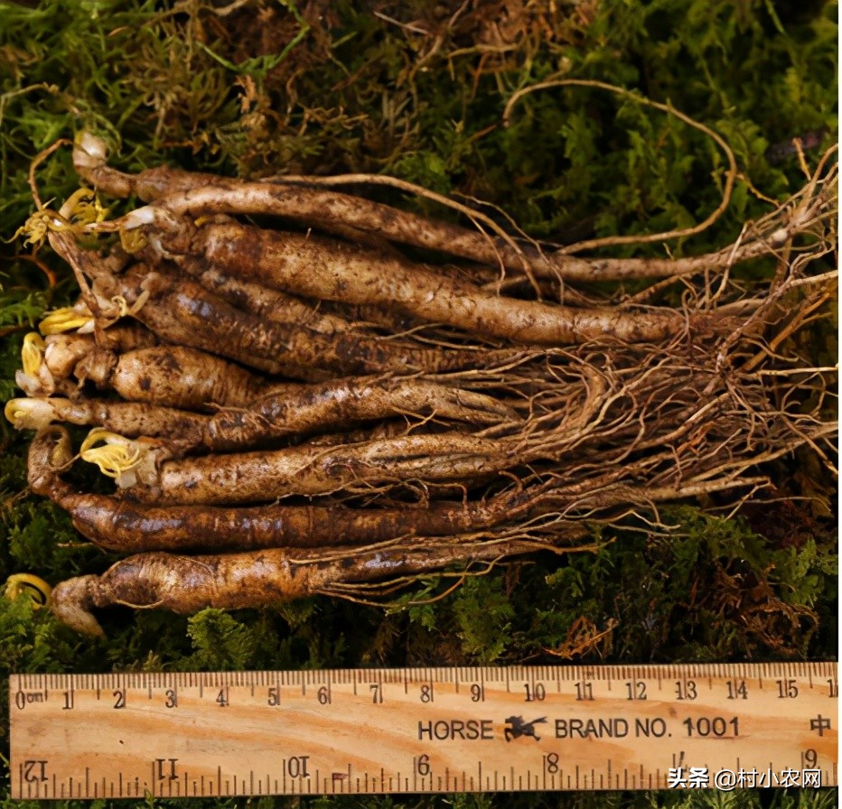 适合农村创业的最新致富项目,平原地区农村创业致富的好项目