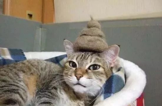 铲屎官必看,猫咪怎么区分软便和硬便