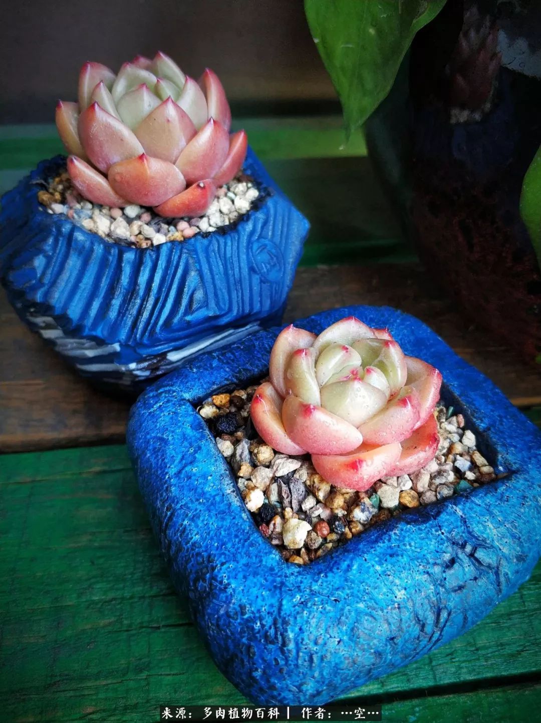 多肉之歌怎么写,多肉之歌