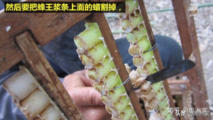 粘稠的蜂王浆是不是真正的蜂王浆,怎么辨别蜂王浆的正确吃法