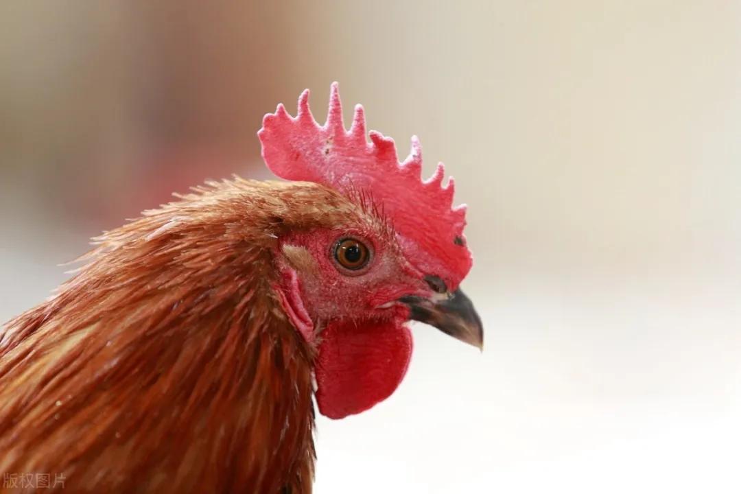 根深则叶茂,根深而枝叶茂