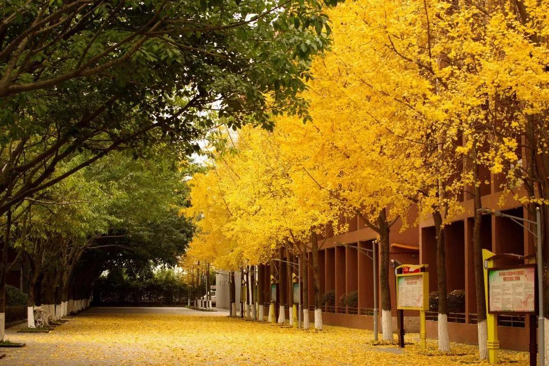 成都各高校附属小学,成都各大学的附属学校