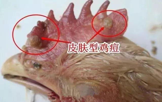 鸡痘属于什么病毒科,鸡痘病毒性