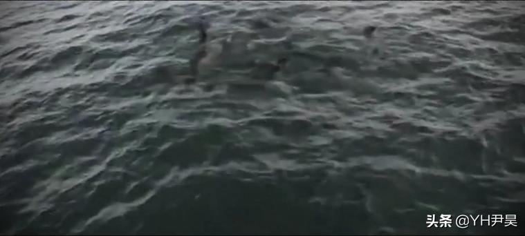 1998年美国海岸大批生物突发异样，专家共同侦查，真凶竟是天气