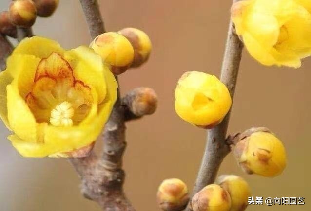 银柳和腊梅搭配插花,腊梅银柳干花