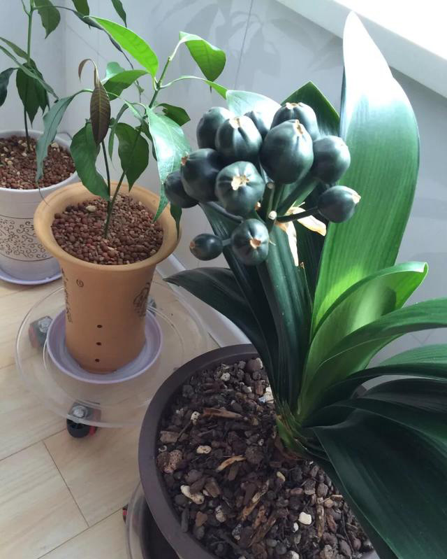 君子兰从配土到开花的五种步骤,君子兰怎么样繁殖出小的君子兰