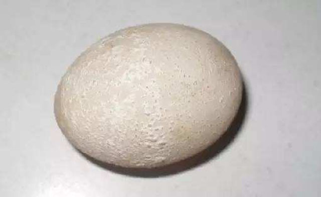 冬季蛋鸡为什么容易下沙皮蛋？掌握以下3点，养殖户轻松防范！