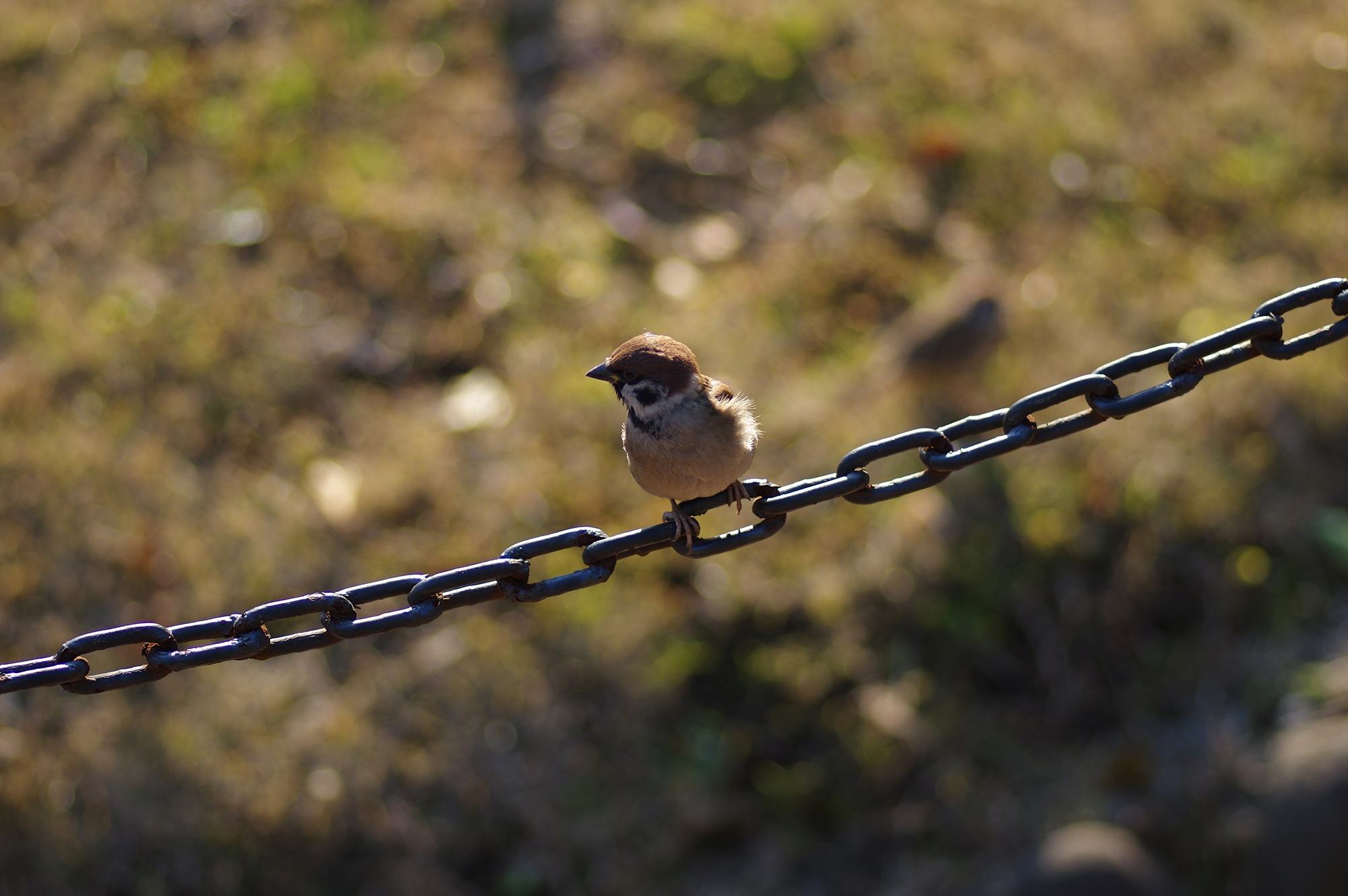 期货短线胜率超过90%的短线战法,短线炒股要不要避开分红