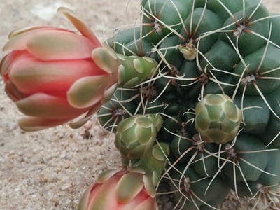 绯花玉多久能长出小崽,绯花玉仙人球怎么养