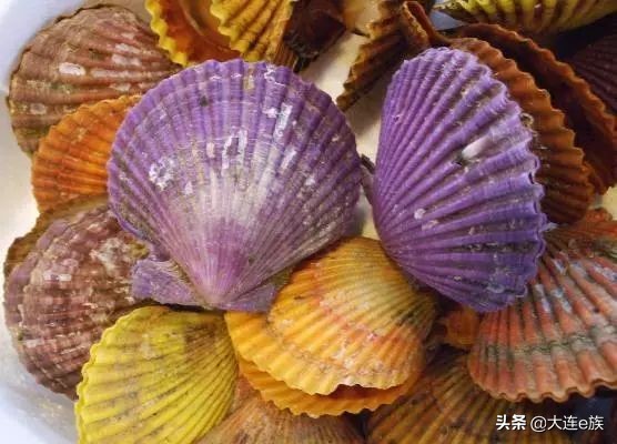 大连扇贝一年四季都有吗,大连的小扇贝叫什么
