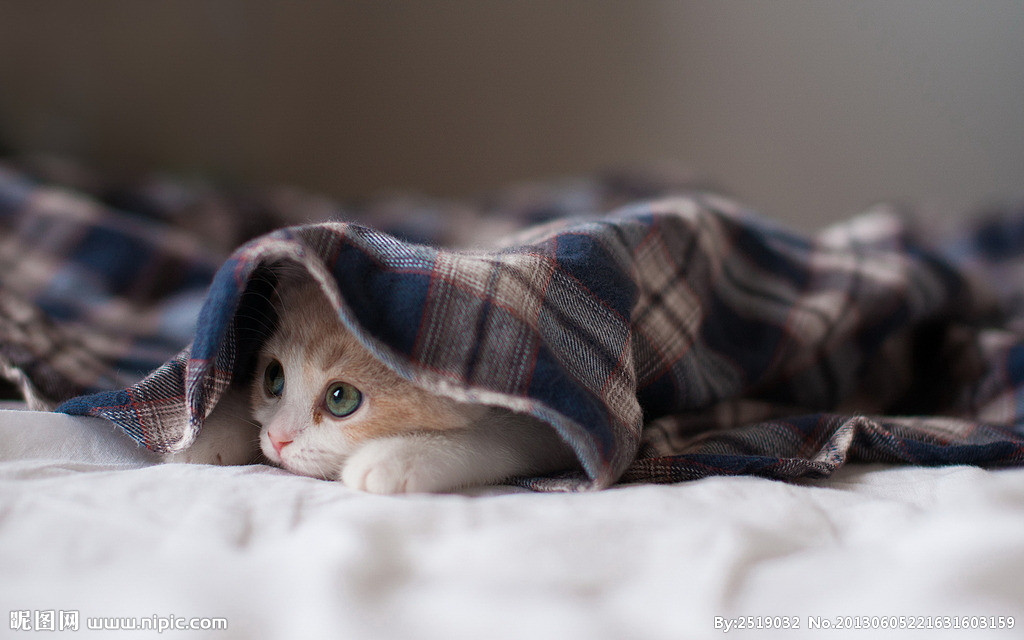 猫粮中哪些成分有害,有这几种成分的猫粮千万别喂