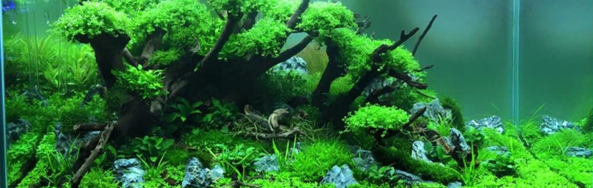 水草缸如何开缸造景,新手水草缸开缸及养水步骤