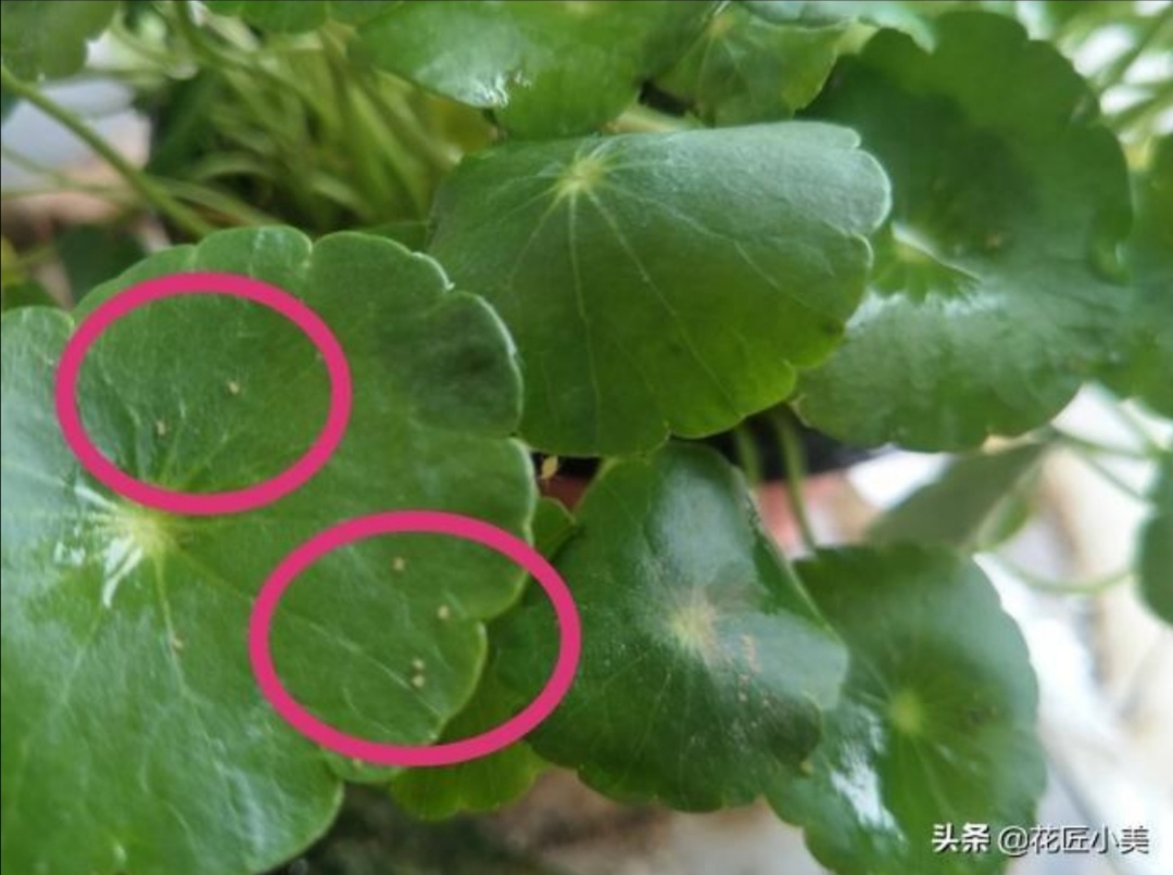 铜钱草叶子发黄滴营养液管用吗,铜钱草叶子上长了绿藻