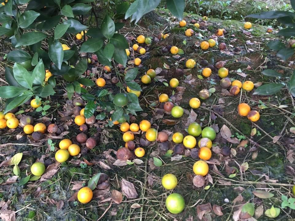 柑橘快收获还落果啥原因,柑橘黄化树恢复方法