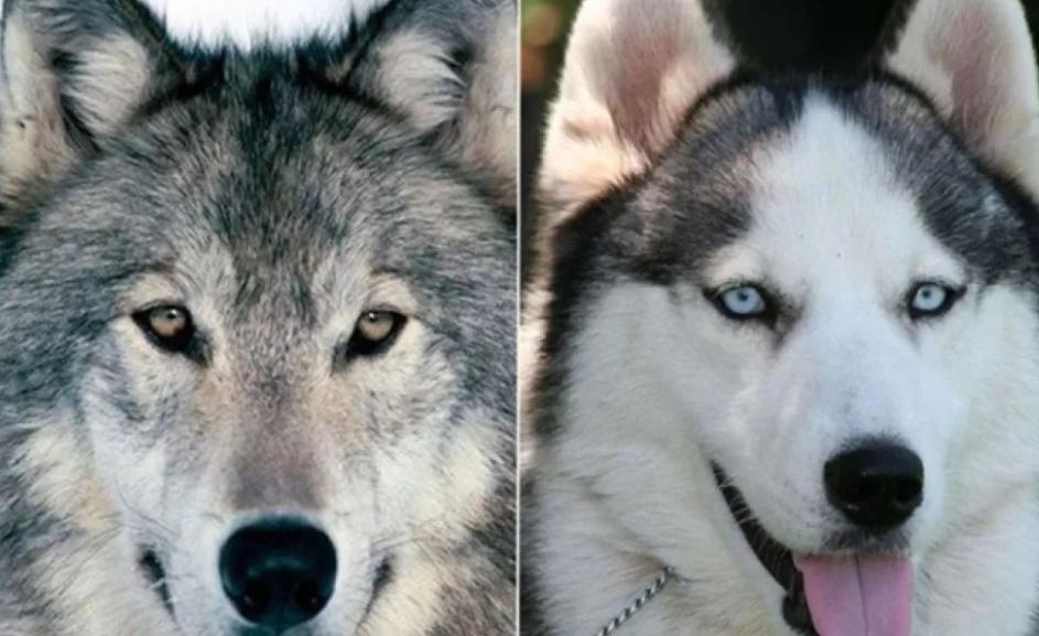 怎么区分哈士奇是纯种还是串串？ 纯种哈士奇具备4点，仔细看了