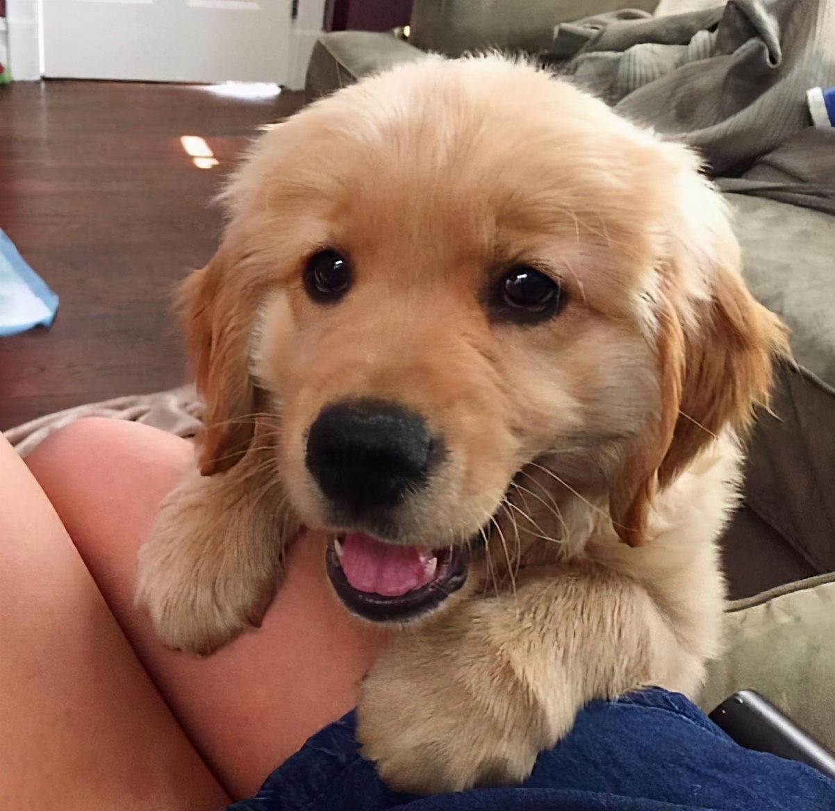 金毛优缺点大全,养金毛优缺点