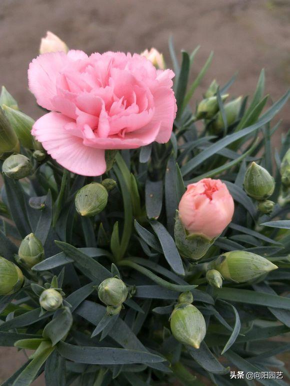 磷钾肥浇康乃馨,养康乃馨需要每天换水吗