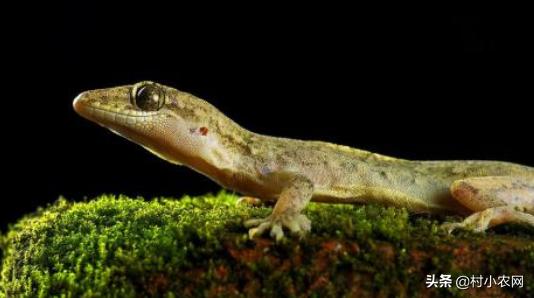 壁虎有毒吗家里有壁虎怎么办,农村常见的壁虎是什么品种