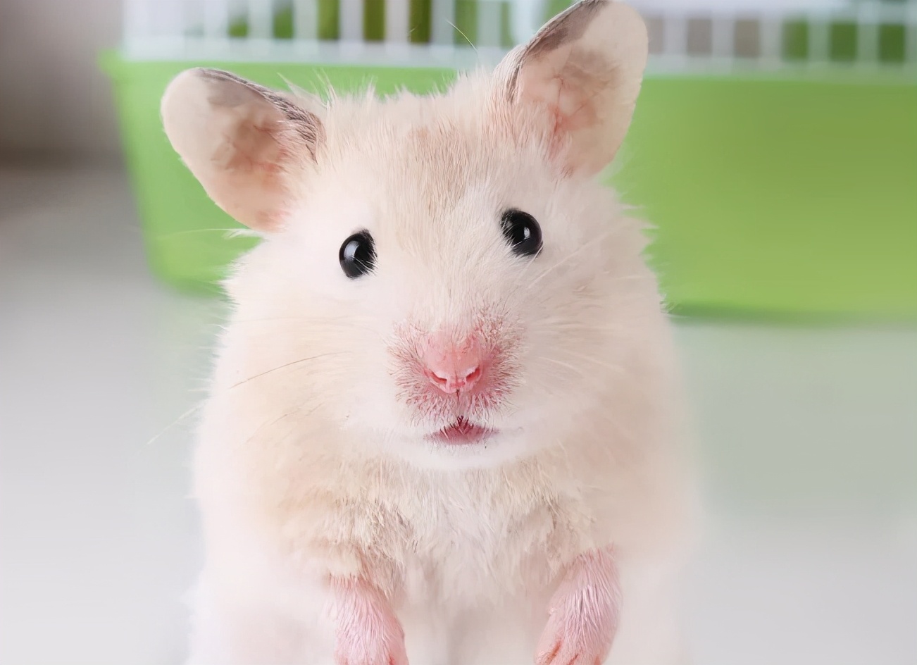 宠物仓鼠咬人流血了怎么办,仓鼠咬人伤口一般什么样子