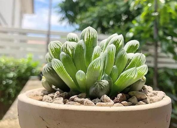 玉露服盆期间叶片变软,玉露光照少了会怎样