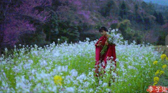 李子柒的鲜花视频,李子柒鲜花宴视频