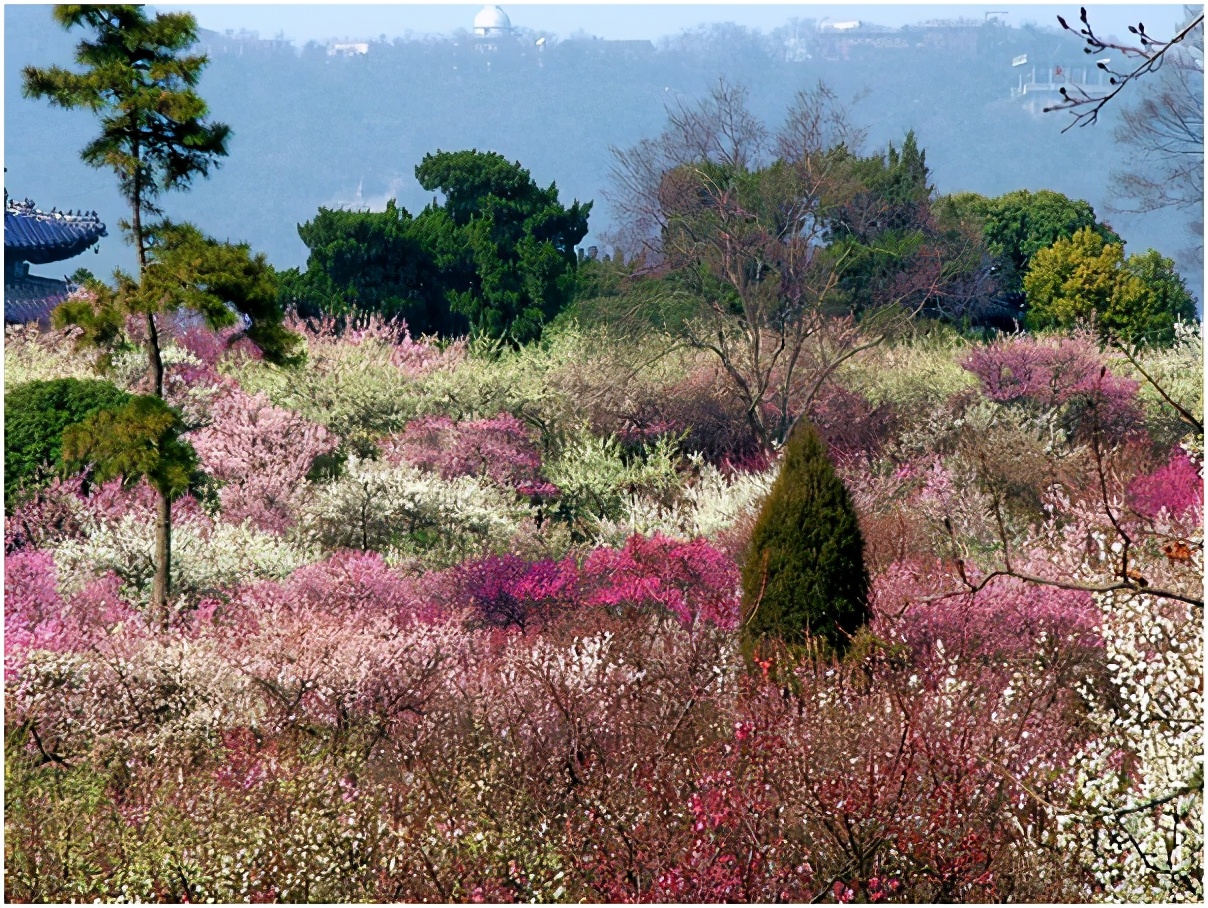 南京钟山风景名胜区门票,南京钟山风景名胜区怎么去玩