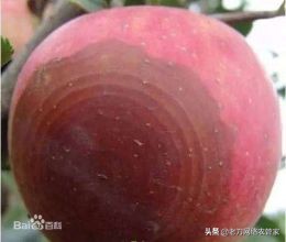 苹果枝干轮纹病怎么防治,苹果轮纹病发生与防治策略论文