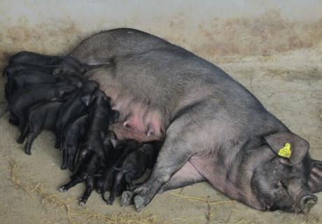 华中猪种有哪些特点,全国最优良猪种