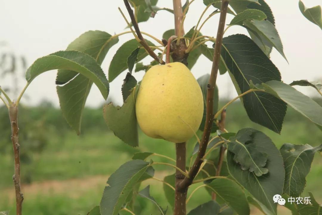梨树种植管理技术,梨树冬季怎么管理