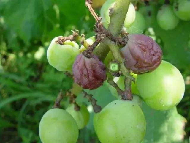 葡萄不熟就落了怎么办,葡萄不熟就烂咋回事
