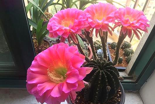 烂根仙人球头朝下栽能生根吗,仙人球烂根怎么救活