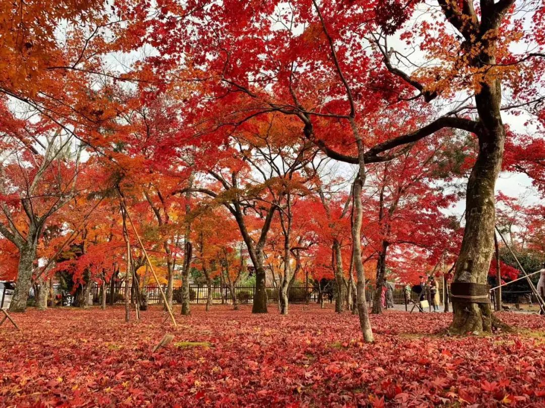 岚山哪有好玩的,日照岚山区值得去吗