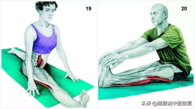 拉伸训练彩色图谱pdf电子版,常见肌肉拉伸合集