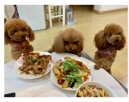 狗狗比较挑食应该吃什么狗粮好,三个多月的比熊狗狗挑食怎么办