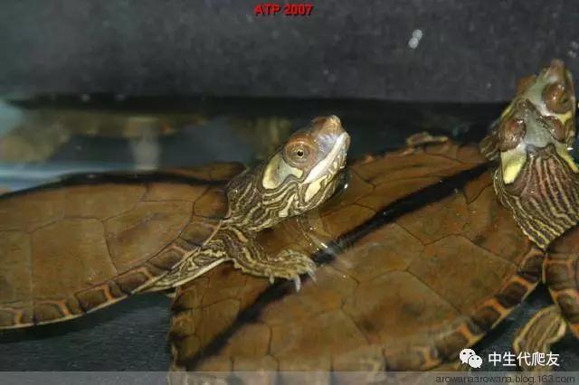 地图龟成体样子,地图龟种类及图解